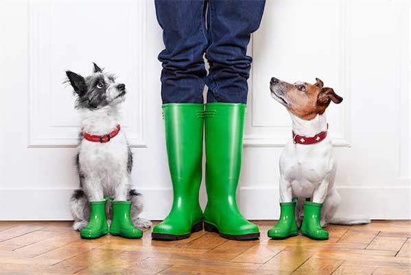 photos of two pet dogs standing next to owner's legs, all wearing bright green rain boots