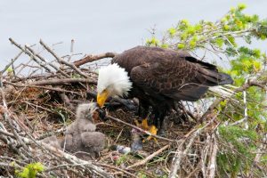 'Birdnesting' is a co-parenting concept where parents take turns tending children in their marital home, like this bald eagle tending her eaglets.